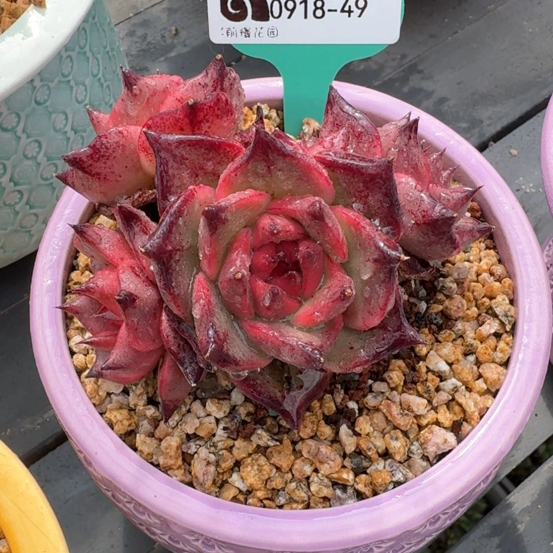 从前慢多肉精选编号0918.49