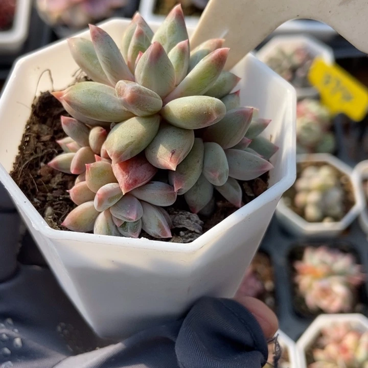 1057梦幻美人多肉植物保护