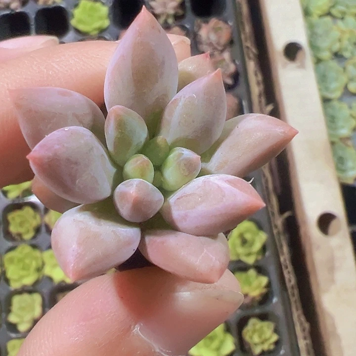 虞美人精品多肉植物