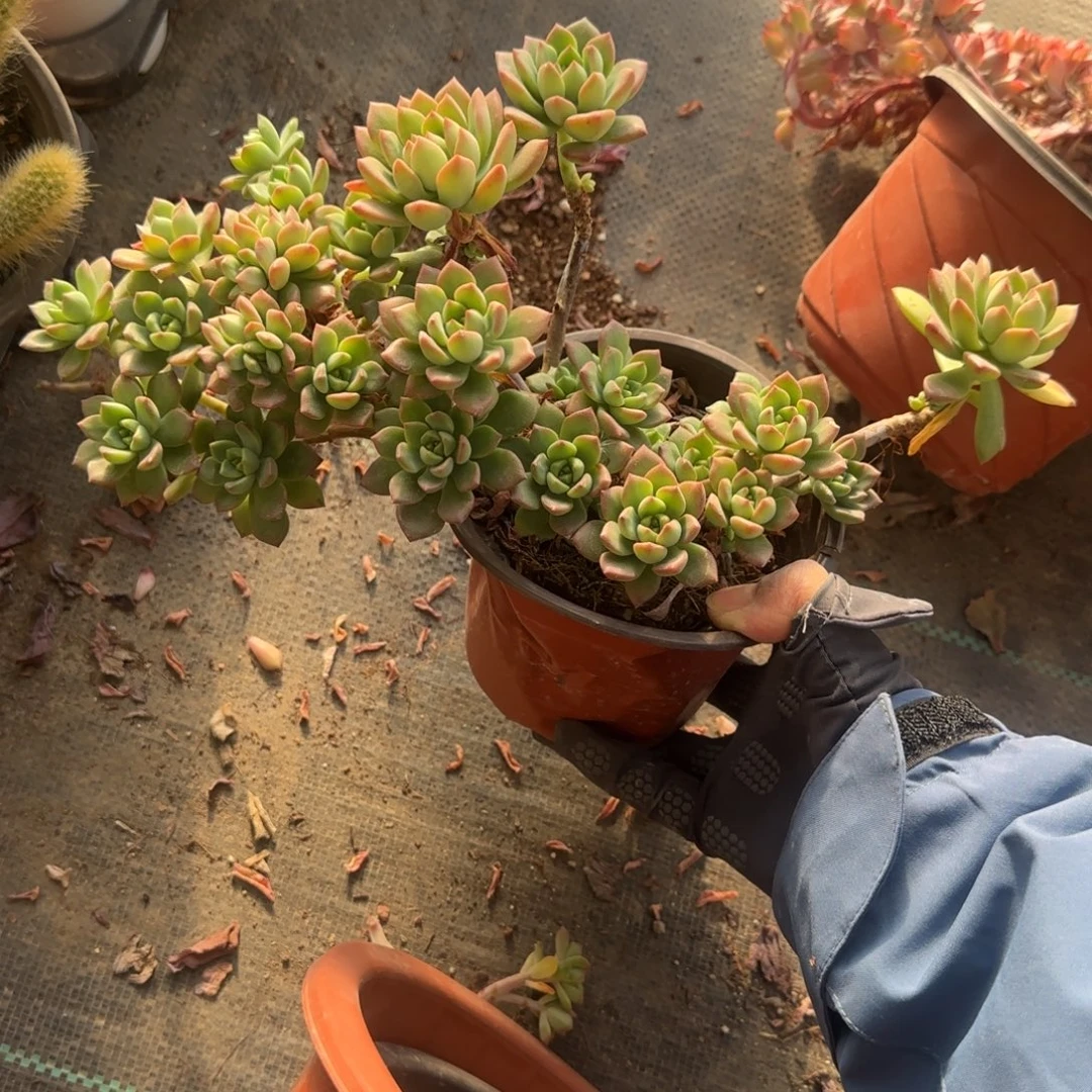无花朵马库斯缀化