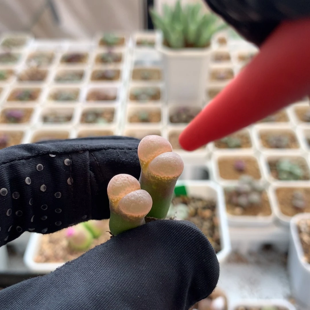 123温巴德c10母本