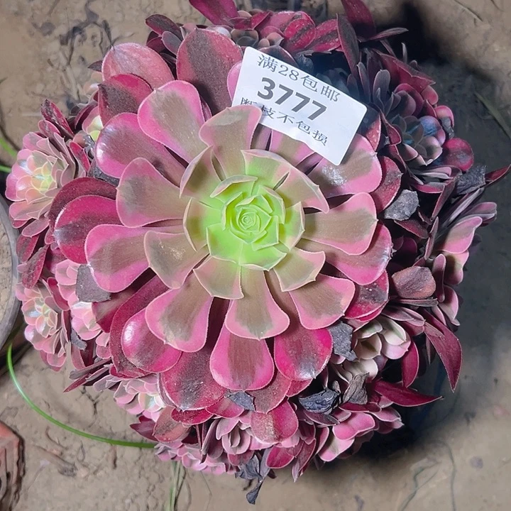 无花朵3777美杜莎多肉植物2号