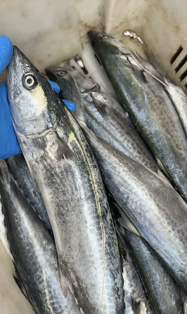 微瑕破肚燕尾鲅鱼 蓝点马鲛鱼顺丰
