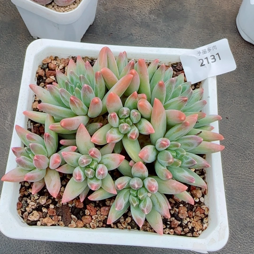 伊卡鲁斯，2131多肉植物