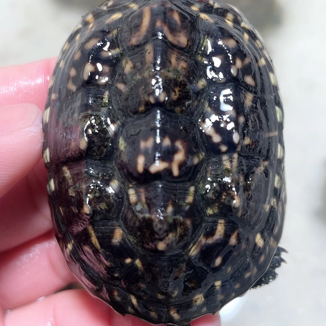 宠物龟不分公母斑6.4