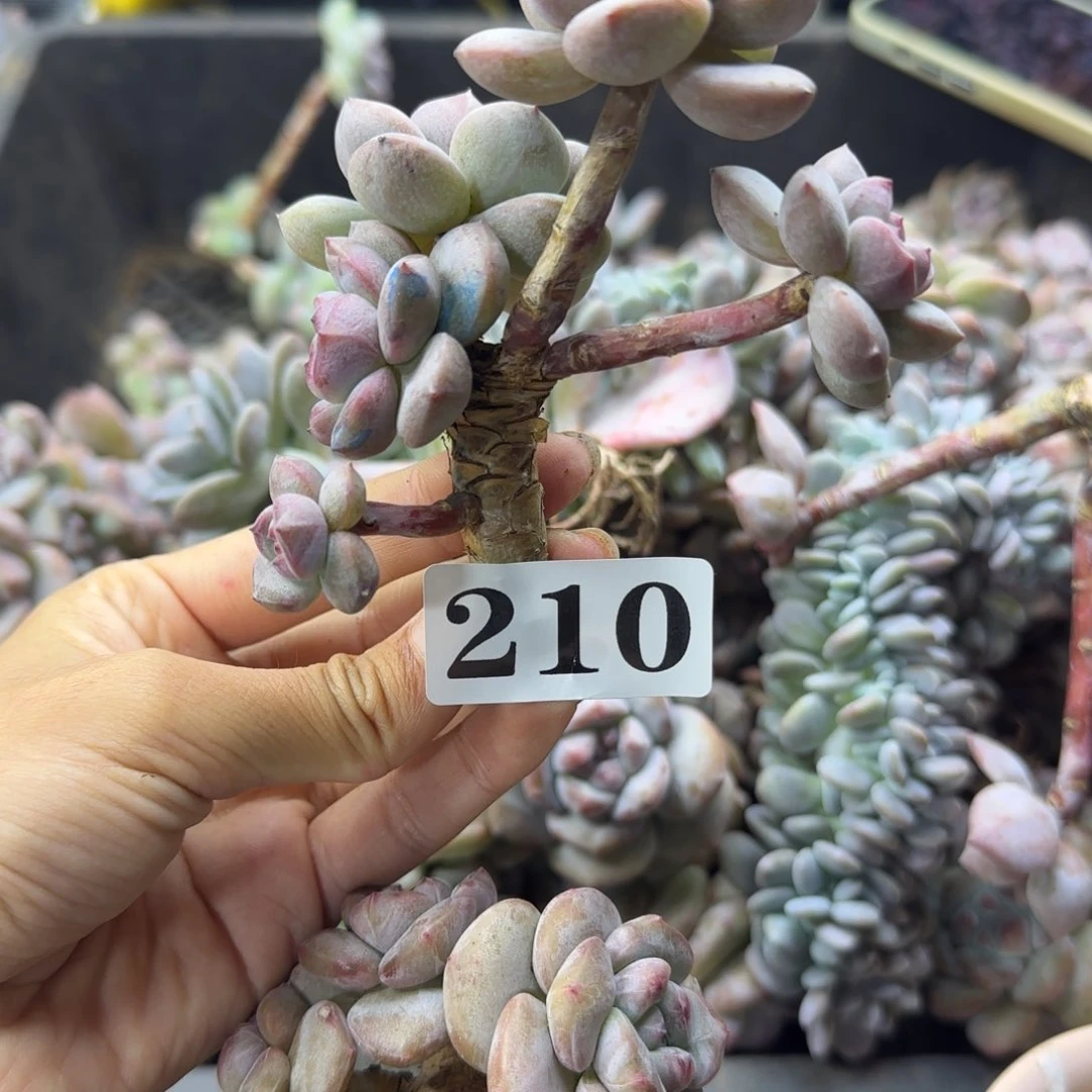 星影5头无根一物一拍210