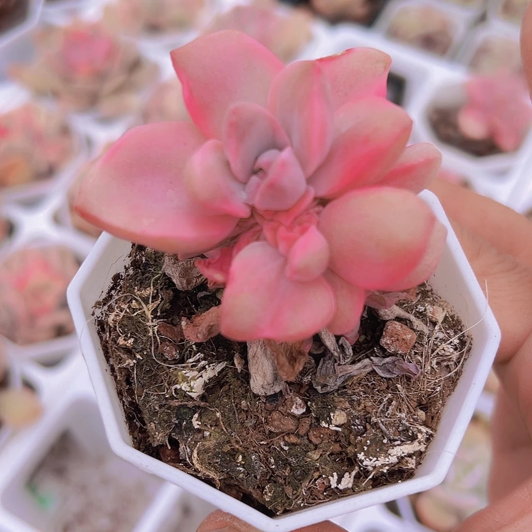 彩虹糖锦19包邮多肉