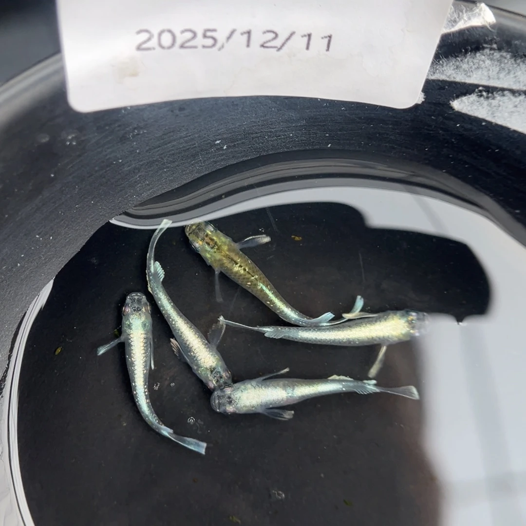 青鳉鱼207祖母绿宽鳍五尾