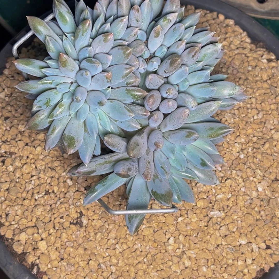 1505号晚上多肉植物群生多肉植物