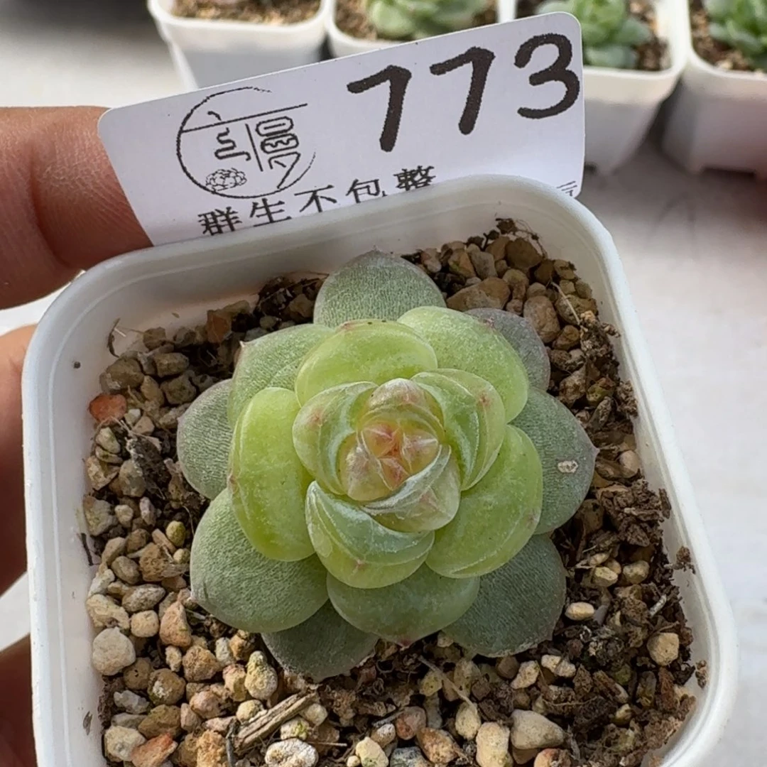 如图773优选珍妮年年有鱼1个