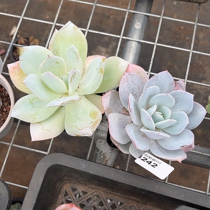 阿雅园艺。   4242