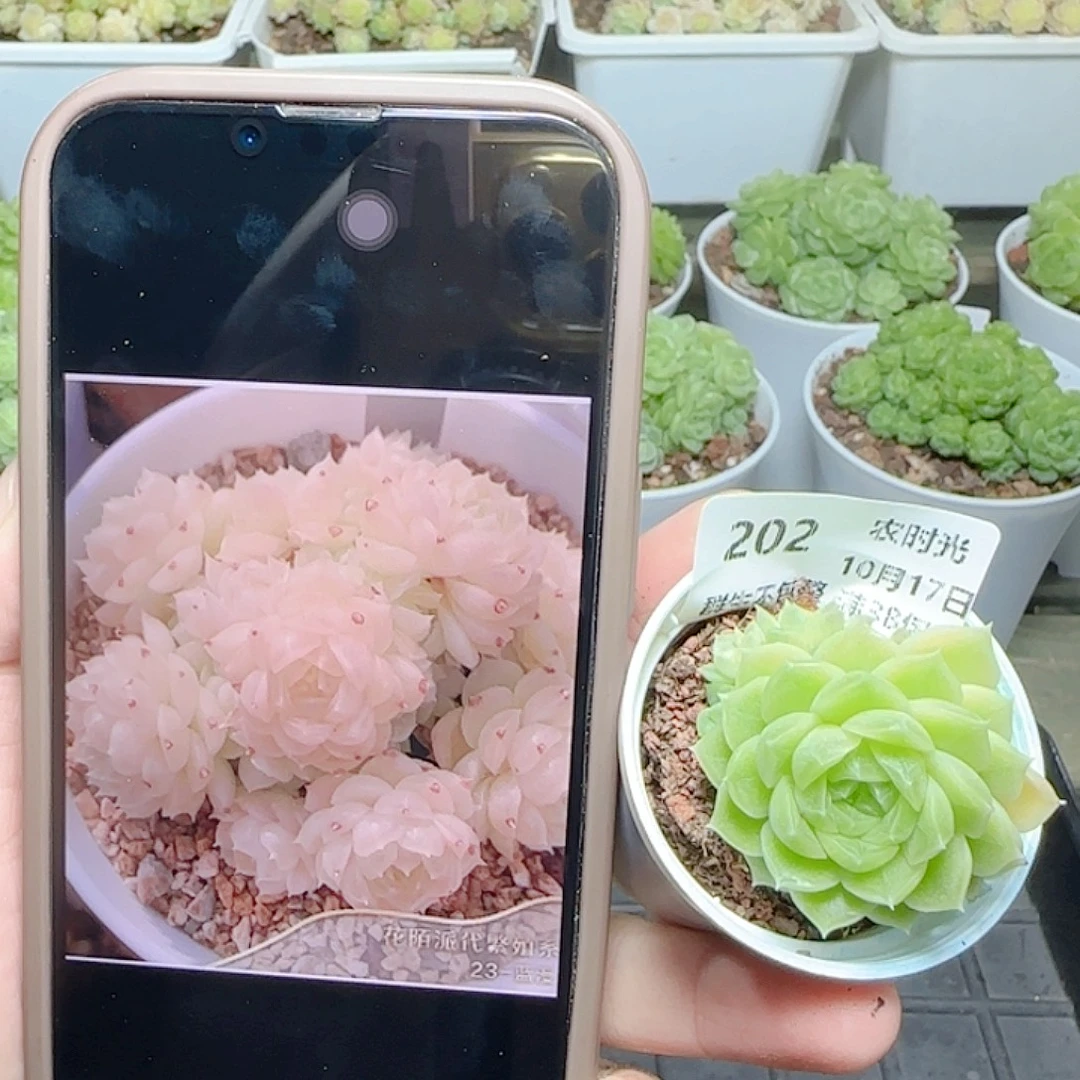 【闪购商品】1017-202（湘江23-2）