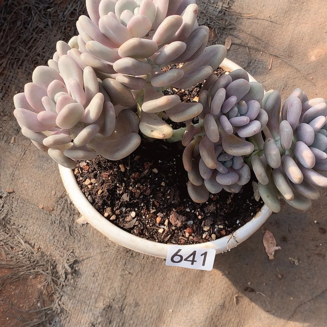 641月美人 一物一拍多肉