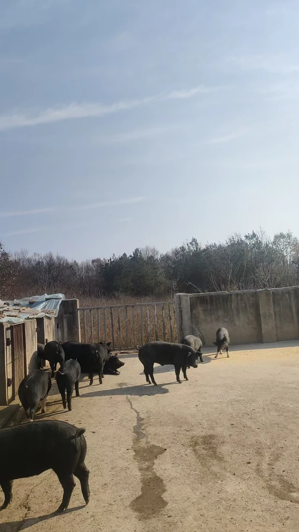 唐槐生态黑猪腿子肉