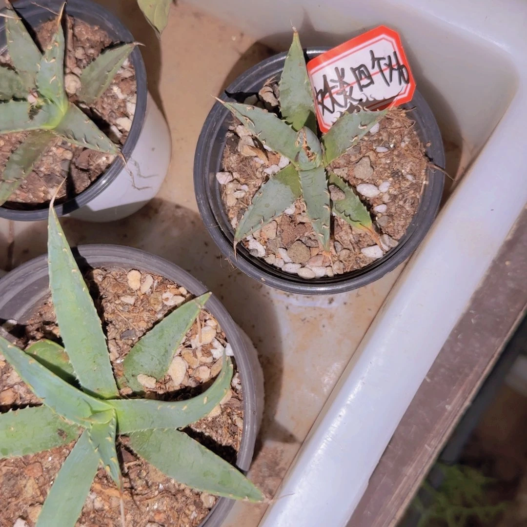 块根植物块根植物