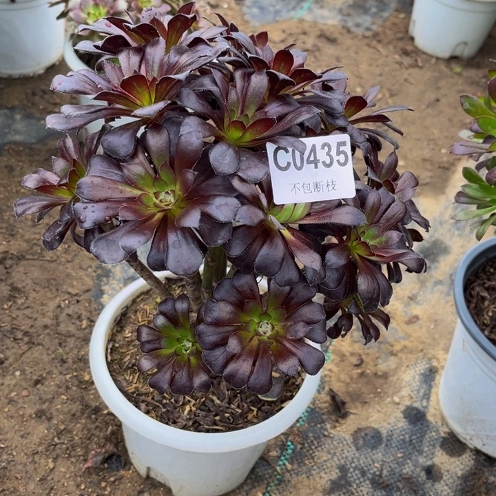 435 多肉法师不包断枝