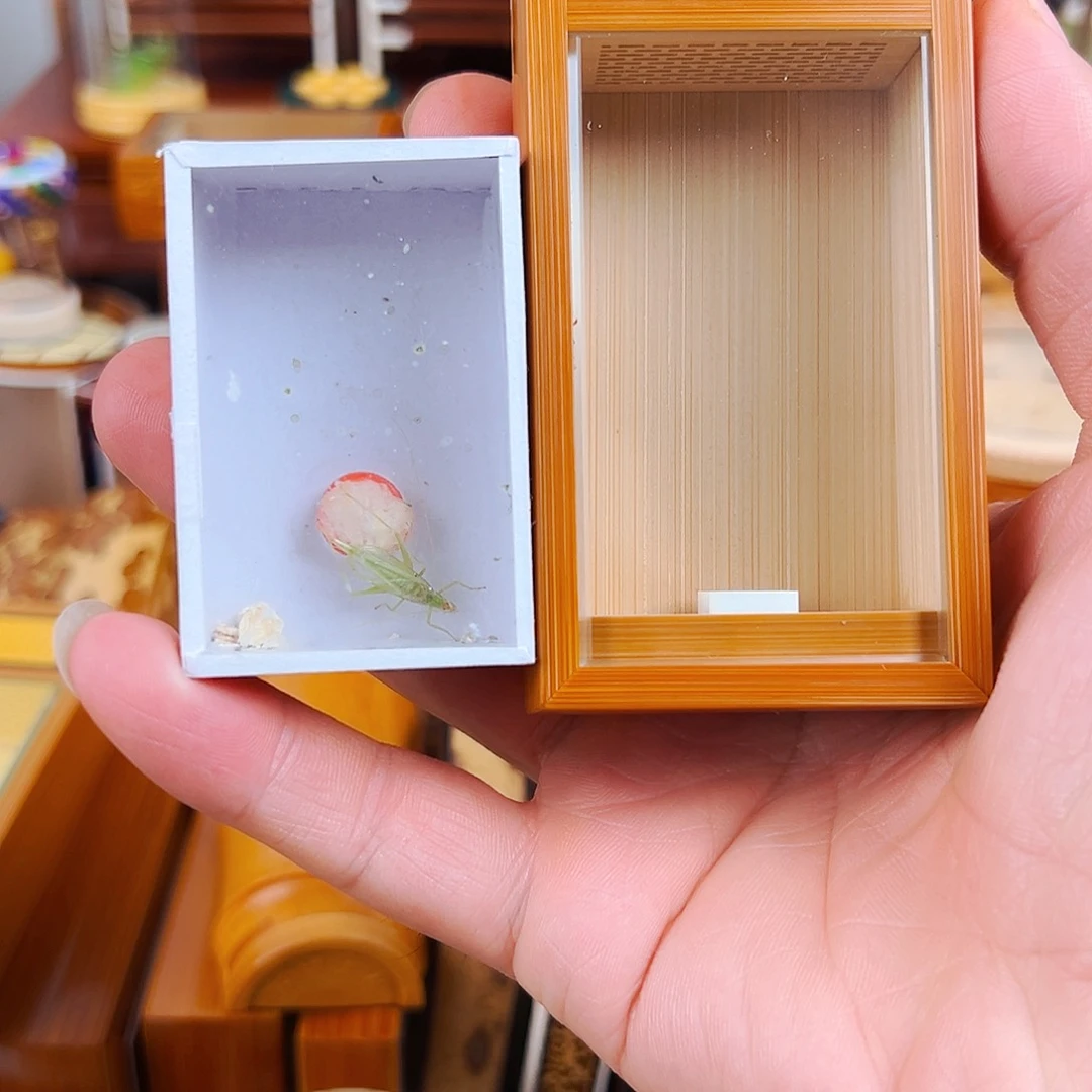 竹曹自康玉竹音箱竹蛉盒+竹蛉