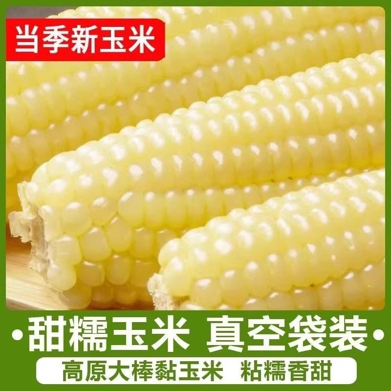 3根一包一沐一草甜糯玉米黄糯玉米吉林省