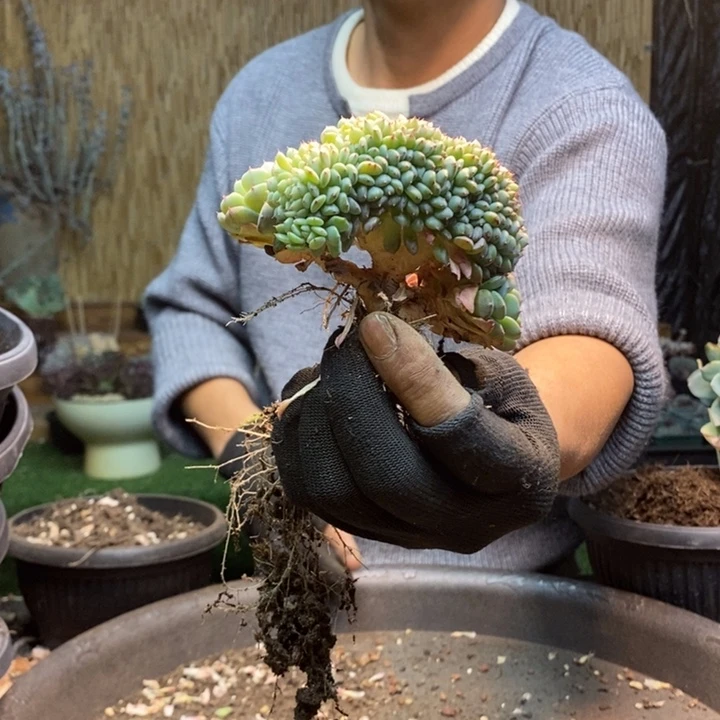 m***u439号白胖子多肉植物