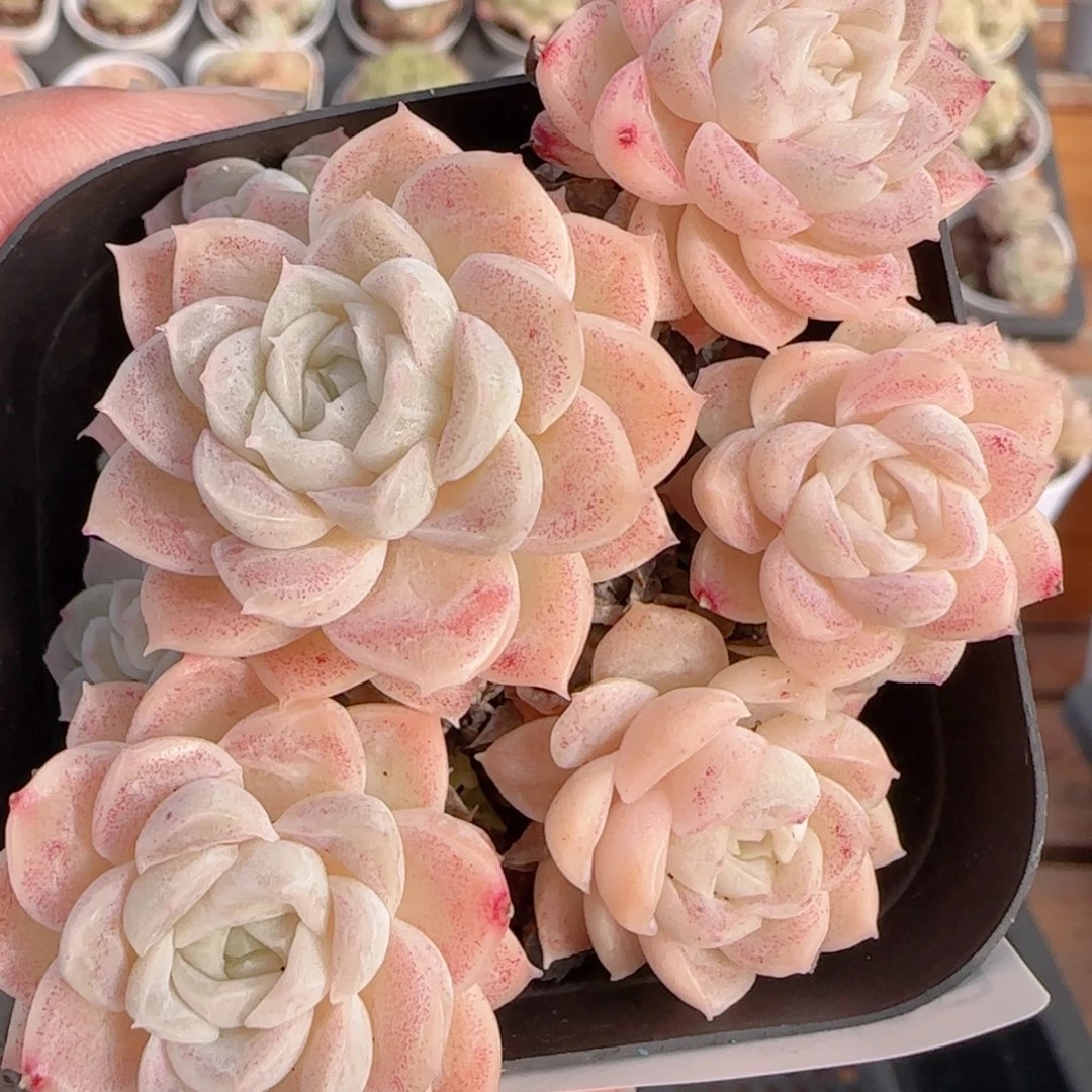 花语多肉1231-02开播福利散