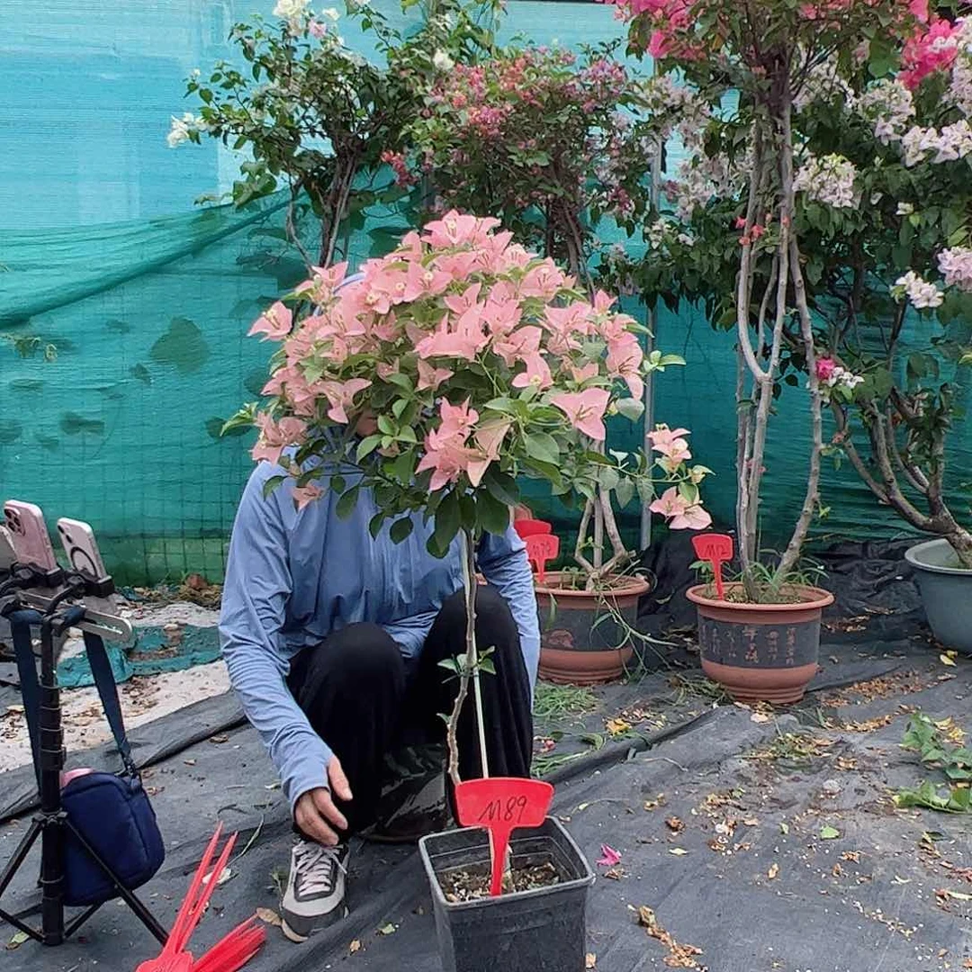 小***糊完全开放M89卡雅塔