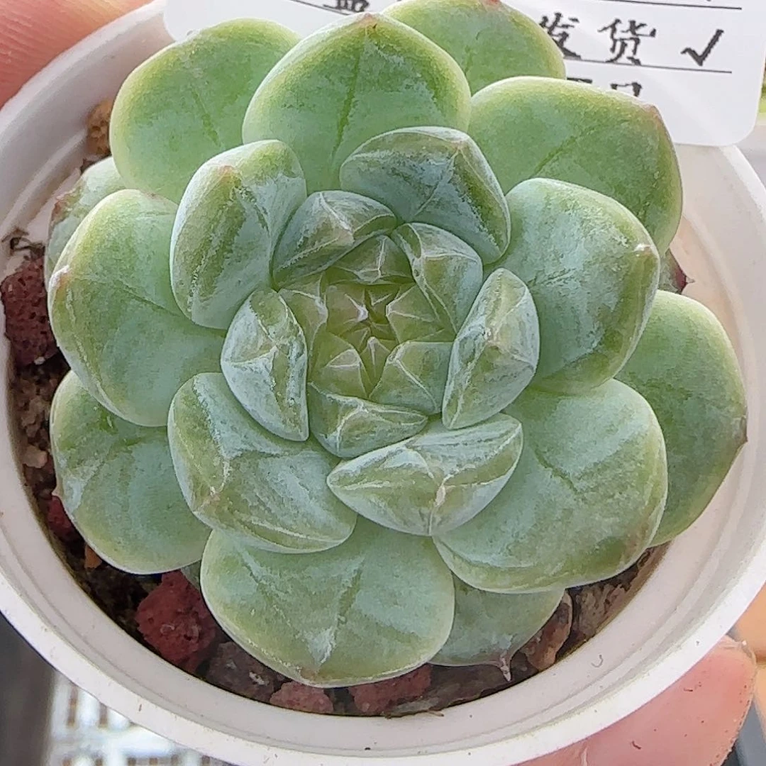 多肉0727-65糖心糖心