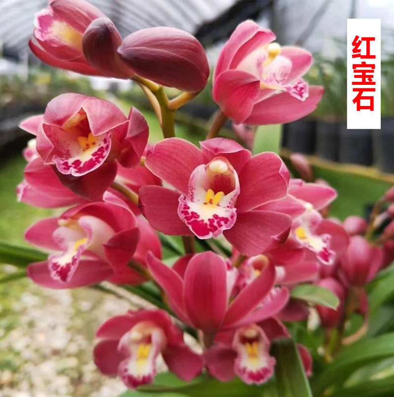 【拍一得五兰花品种】浓香型好养易活建兰惠兰红花黄花白花