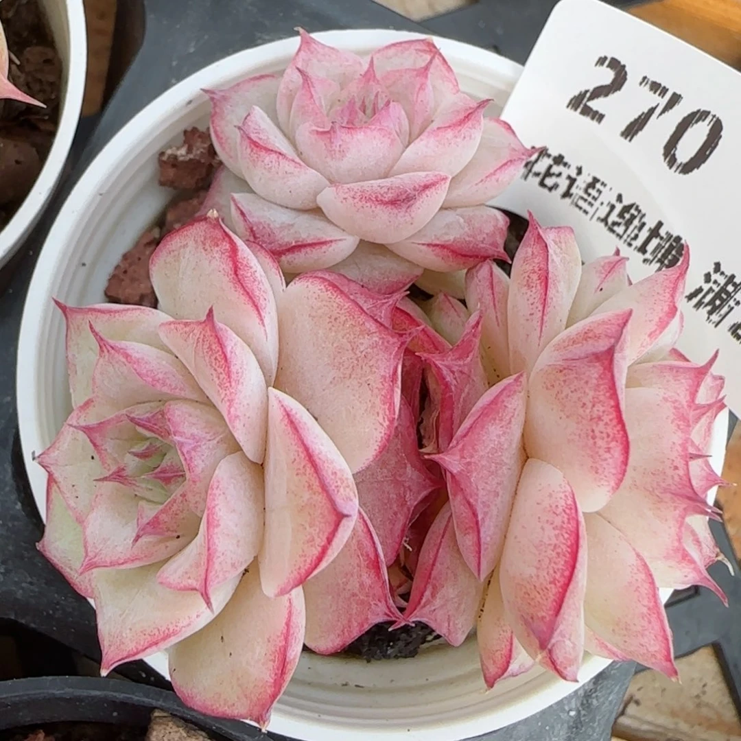 花语逸境0213-270