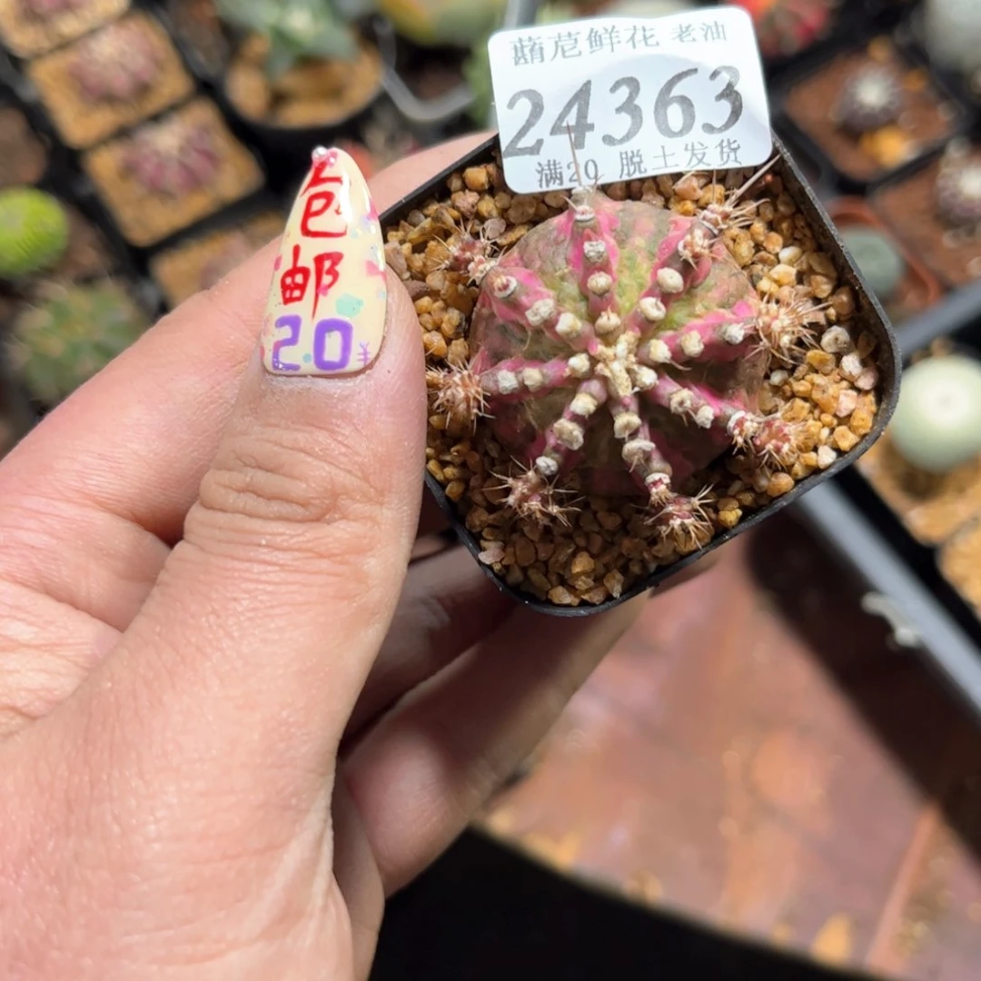 ソ**。24363一物一拍单头发货