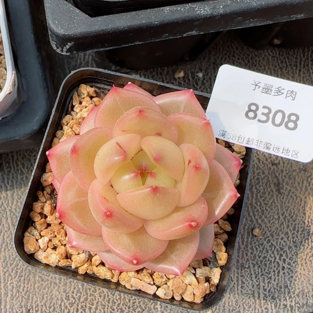 橙色珍妮，8308多肉植物