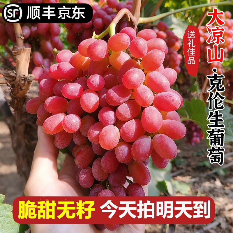 现货明日达【基地直采】TY大凉山克伦生葡萄新鲜当季水果冰美人无籽脆甜红提0.5-4斤四川省