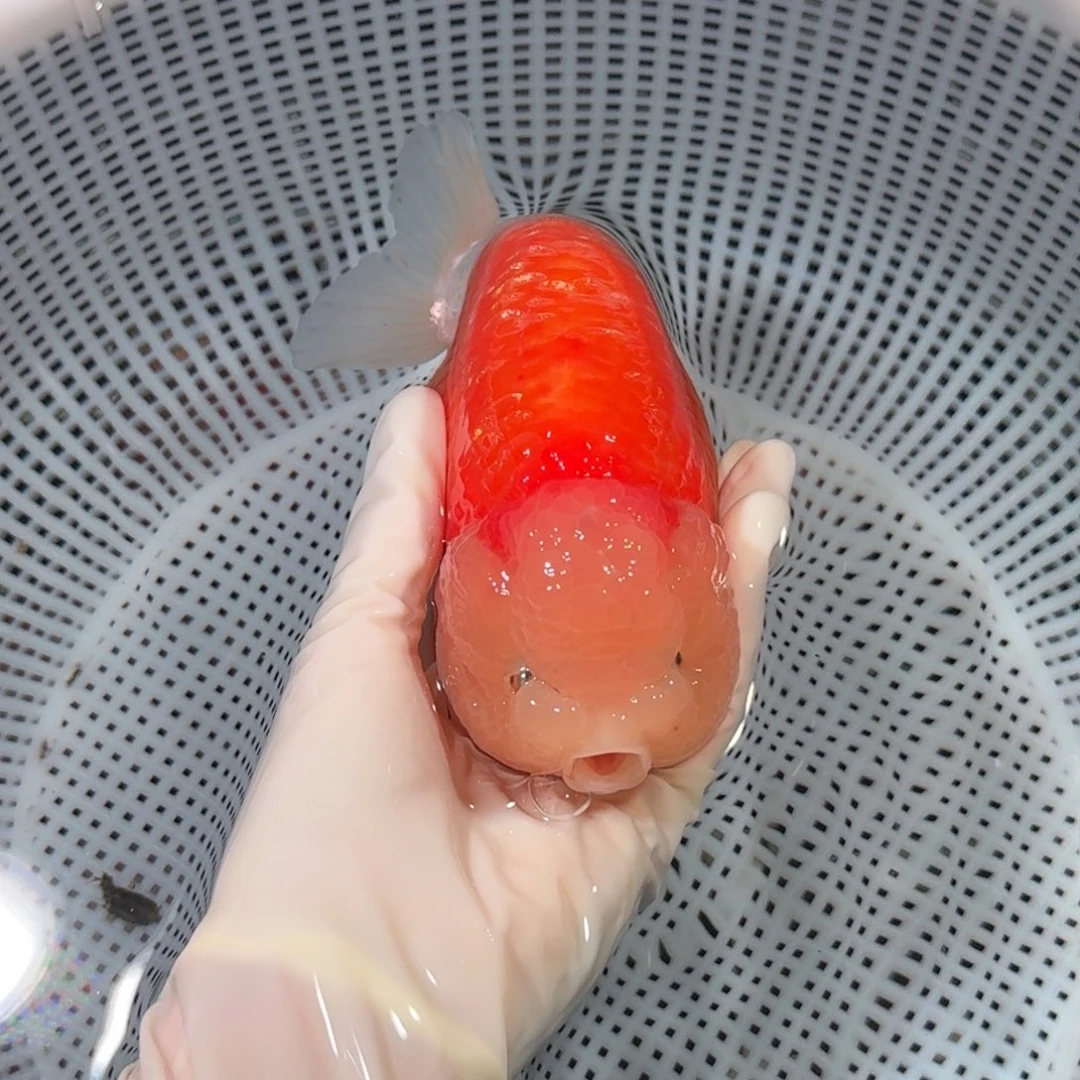 金鱼精品高货兰寿