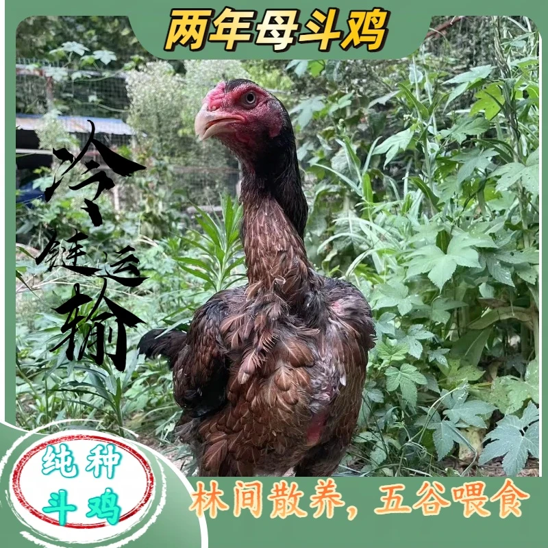 正宗越南鬼子斗鸡散养两年老母斗鸡现宰现杀顺丰冷链发货煲汤