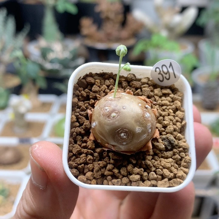 格加厚敦菊母本带盆391