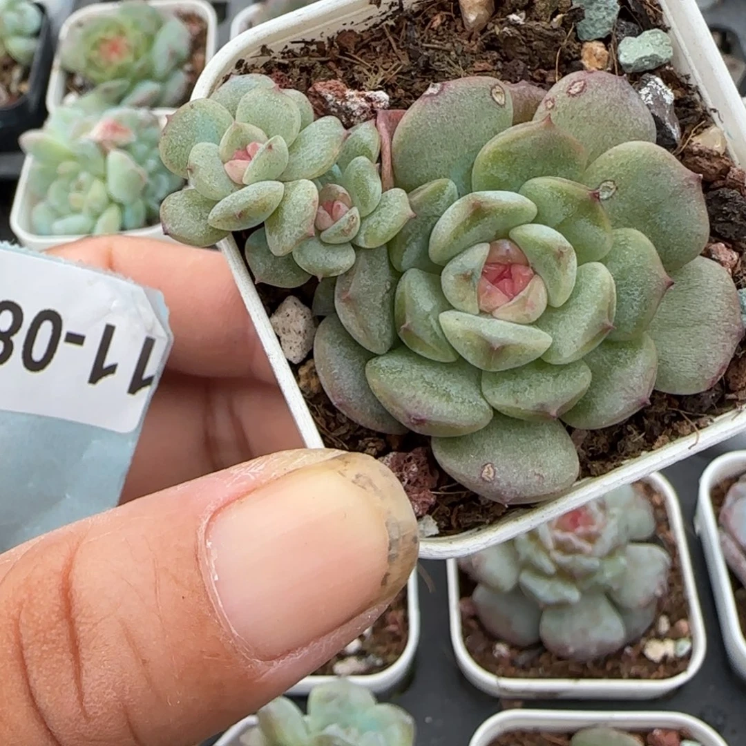 小卡拉米糖心一物一拍