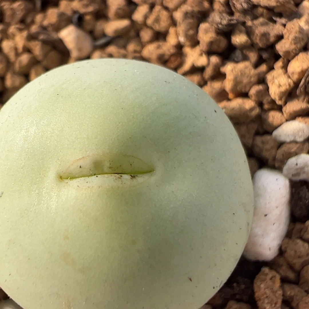 185多肉植物百科植物