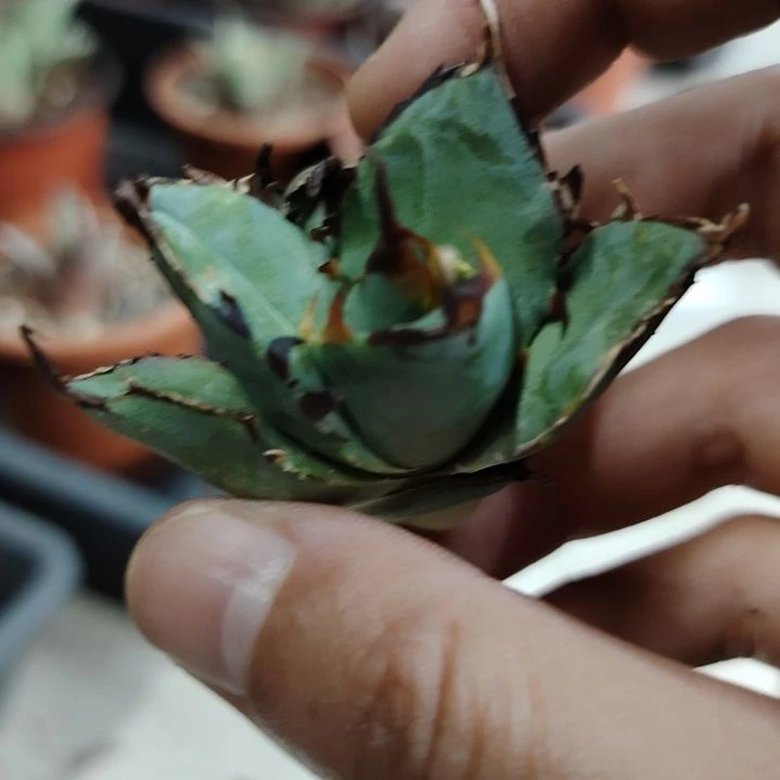 木*黑帝斯顶芽龙舌兰