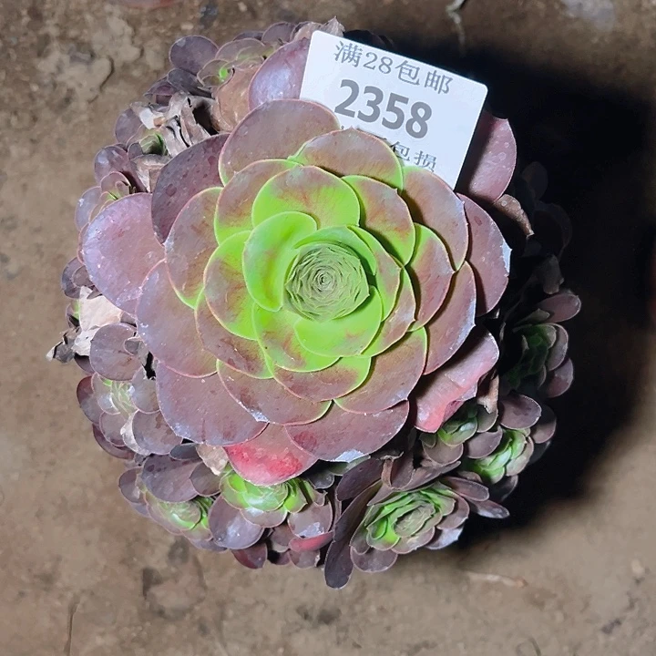 2358魅金玫瑰多肉植物