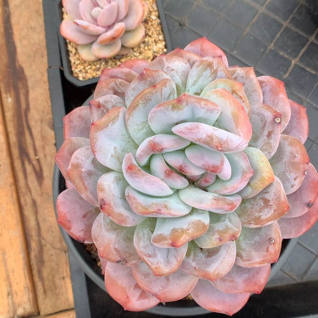 白***琛梦露石化多肉植物