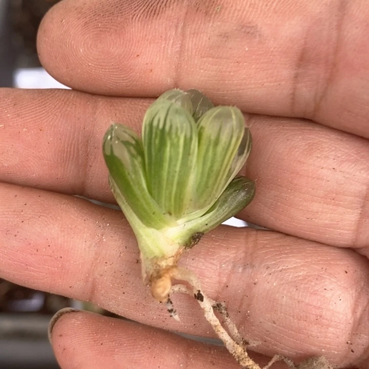 默**了1531。  福利。