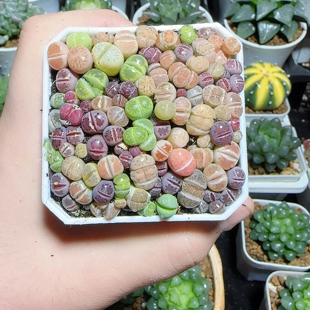 生石花原盆原土发货