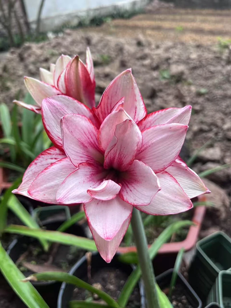 时越园艺 越南朱 TN86 种球