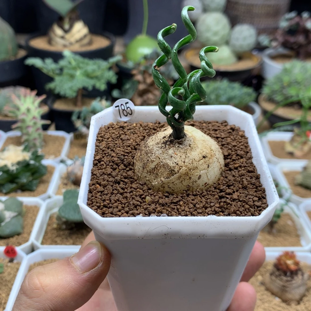 钢丝弹簧草多肉带盆