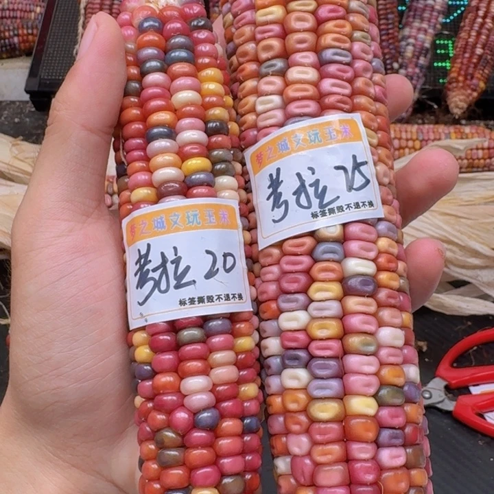 m***y柏香籽/百香籽吊坠