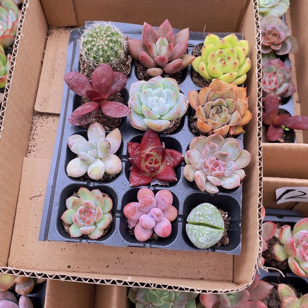 12颗小贵货约2-3厘米