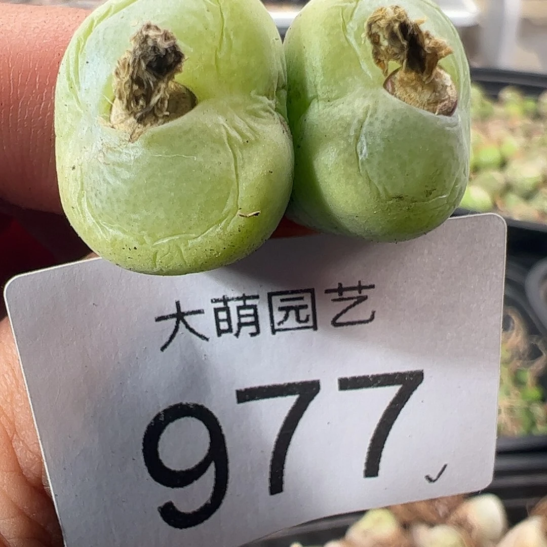 一物一拍。         977