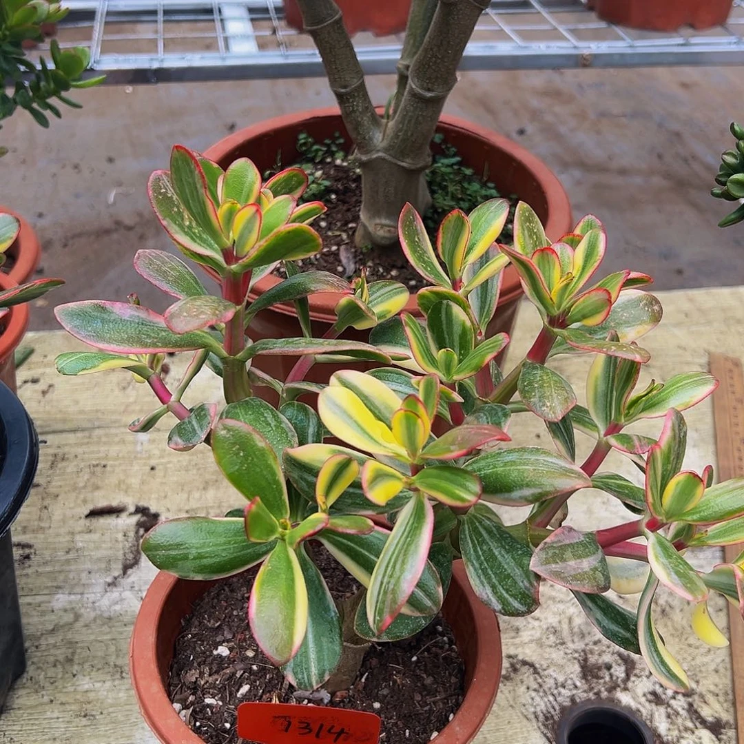 燕***了稀有七彩碟带盆1314