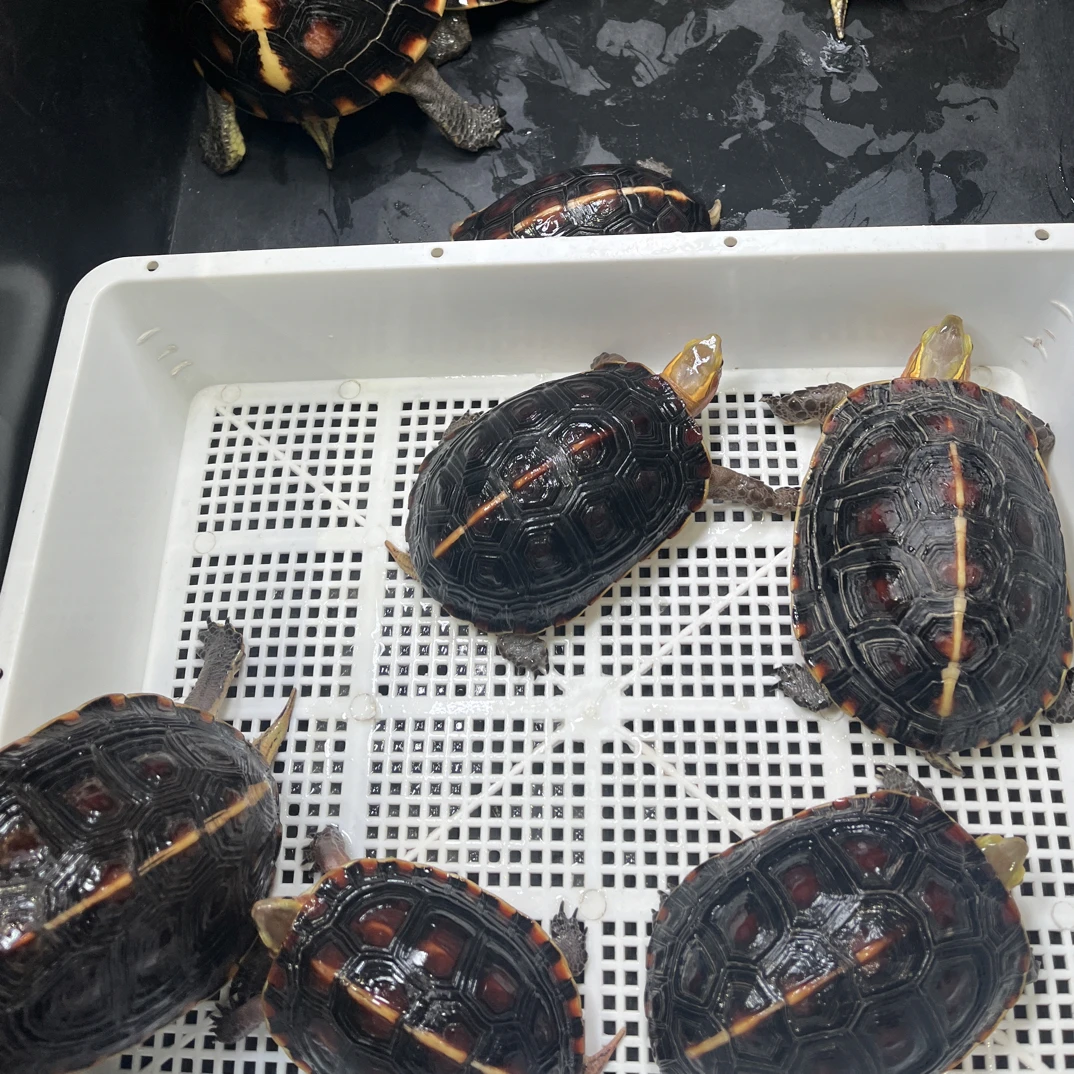 黄缘龟 安缘 大陆缘 台缘 活体龟龟 直播间拍龟专用