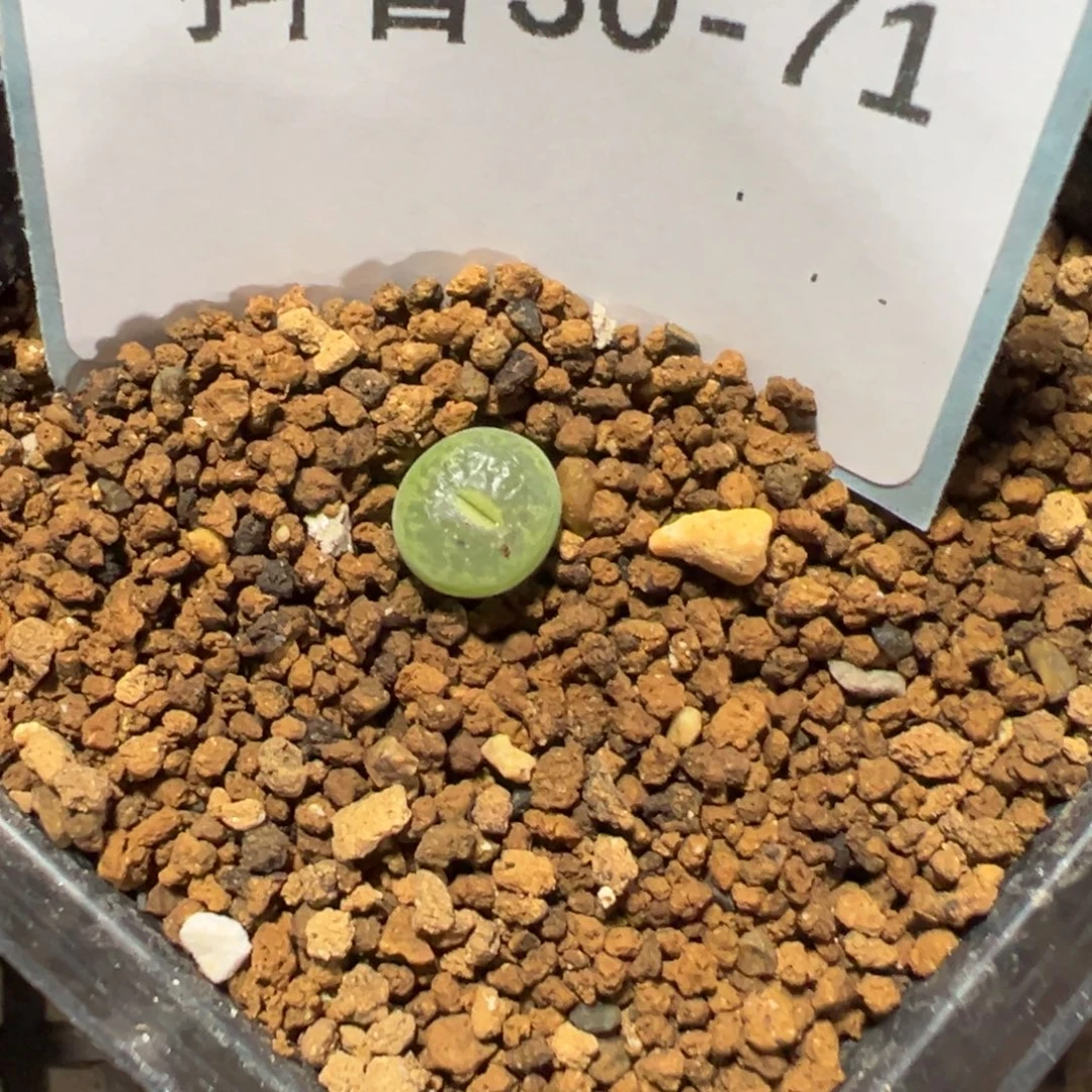 30-71肉锥多肉植物