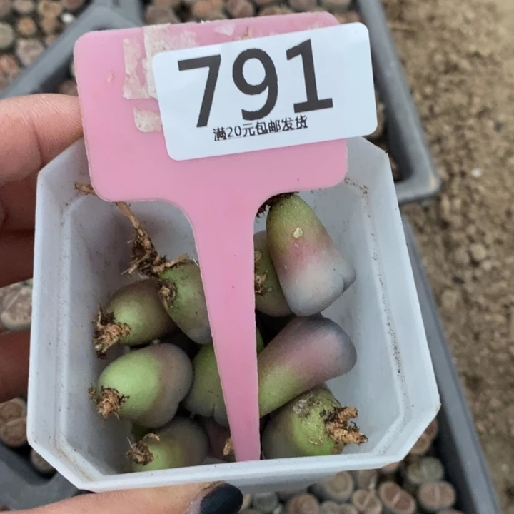 南***i生石花等植物的791